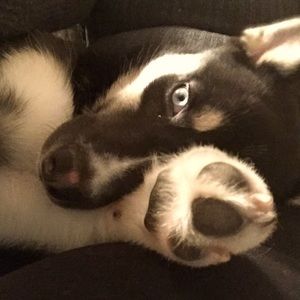 Meet your Posher, Blue Riley